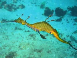 800px phyllopteryx taeniolatus1